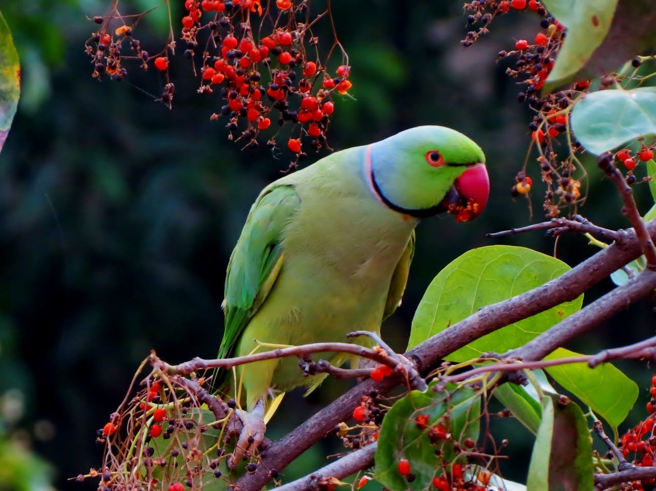 Melhores Destinos para Observação de Aves na América Latina